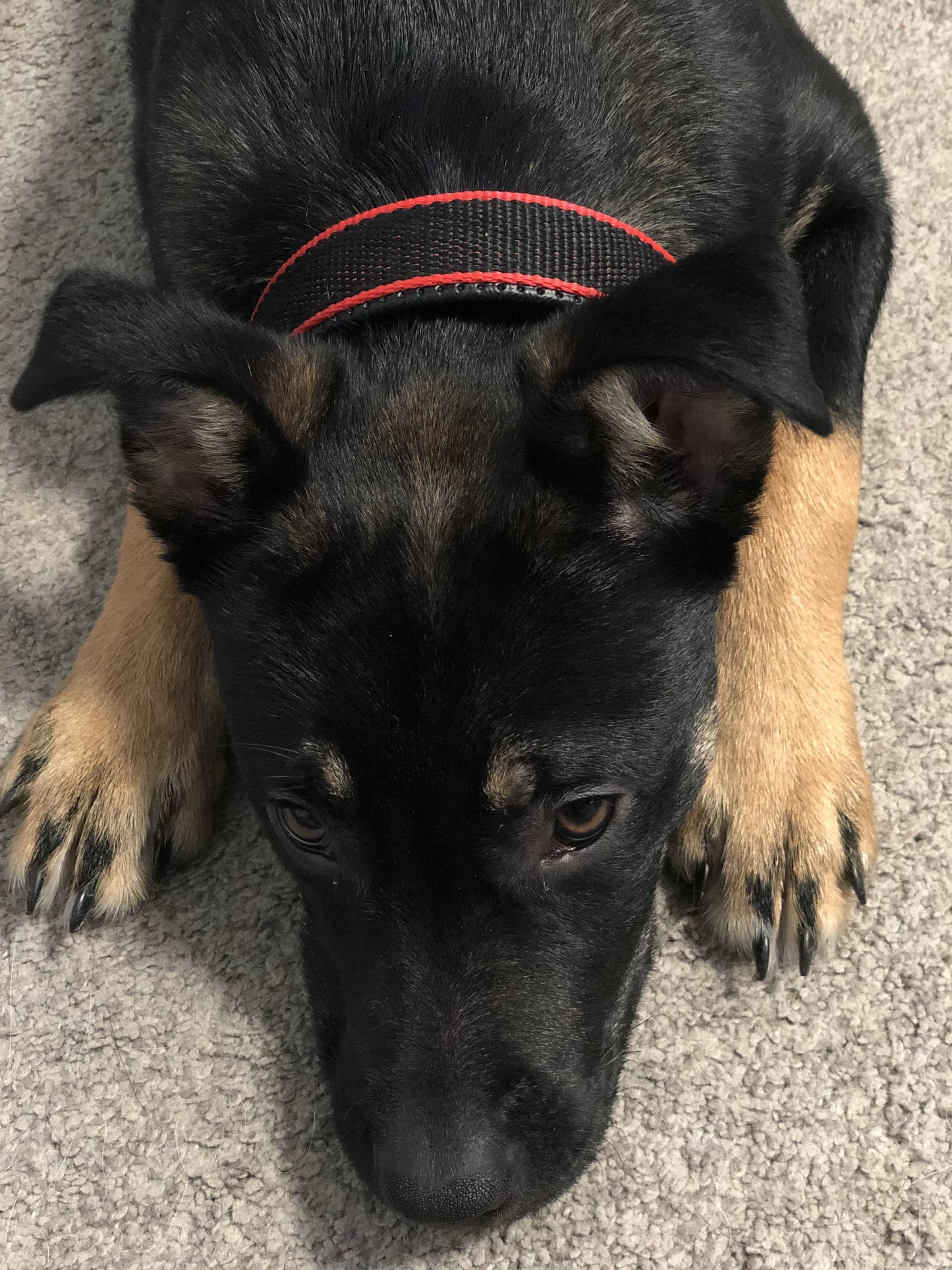 Durable Dog Collar - Red/Black - LOLO'S SHOP