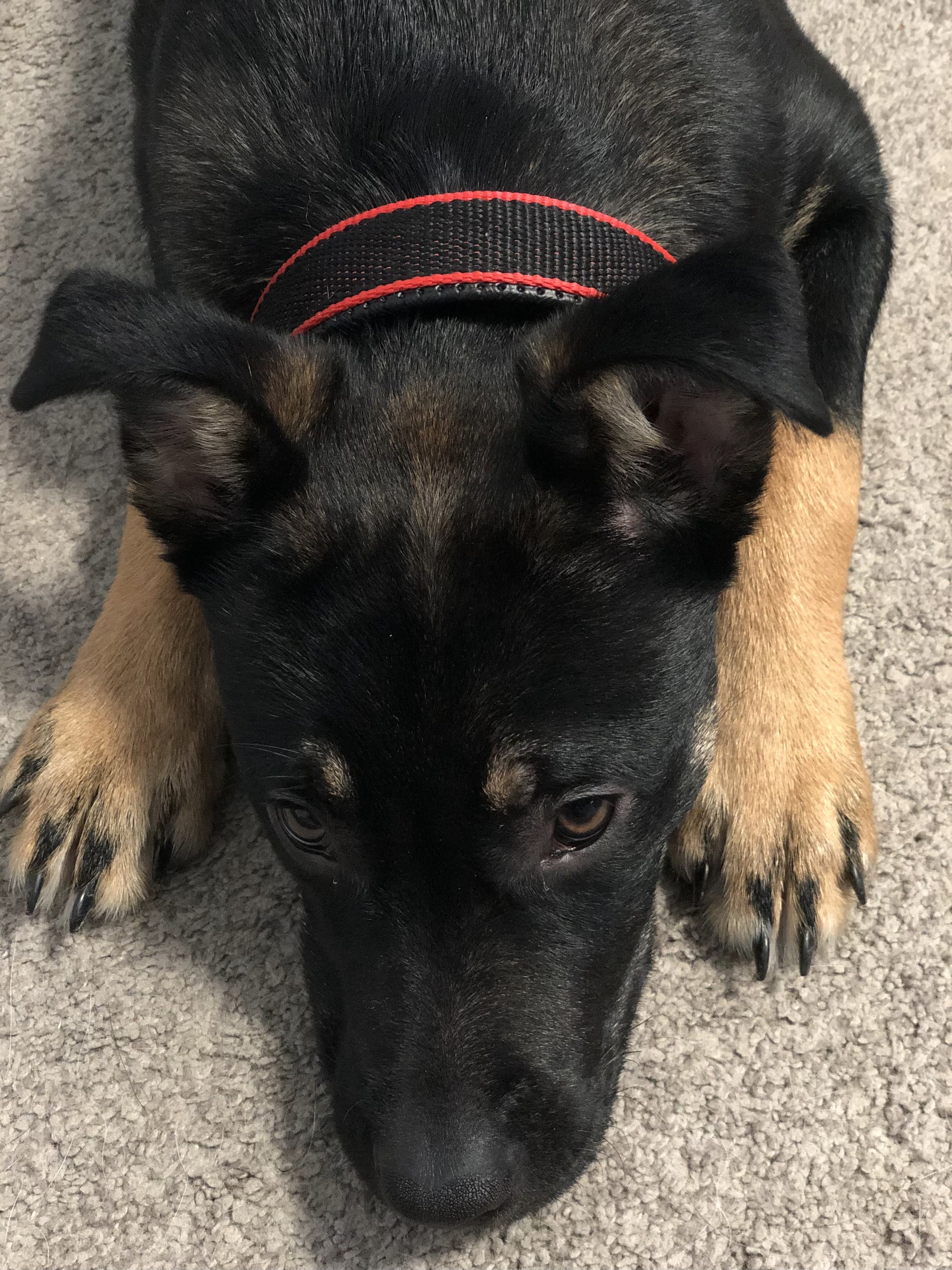 Durable Dog Collar - Red/Black - LOLO'S SHOP