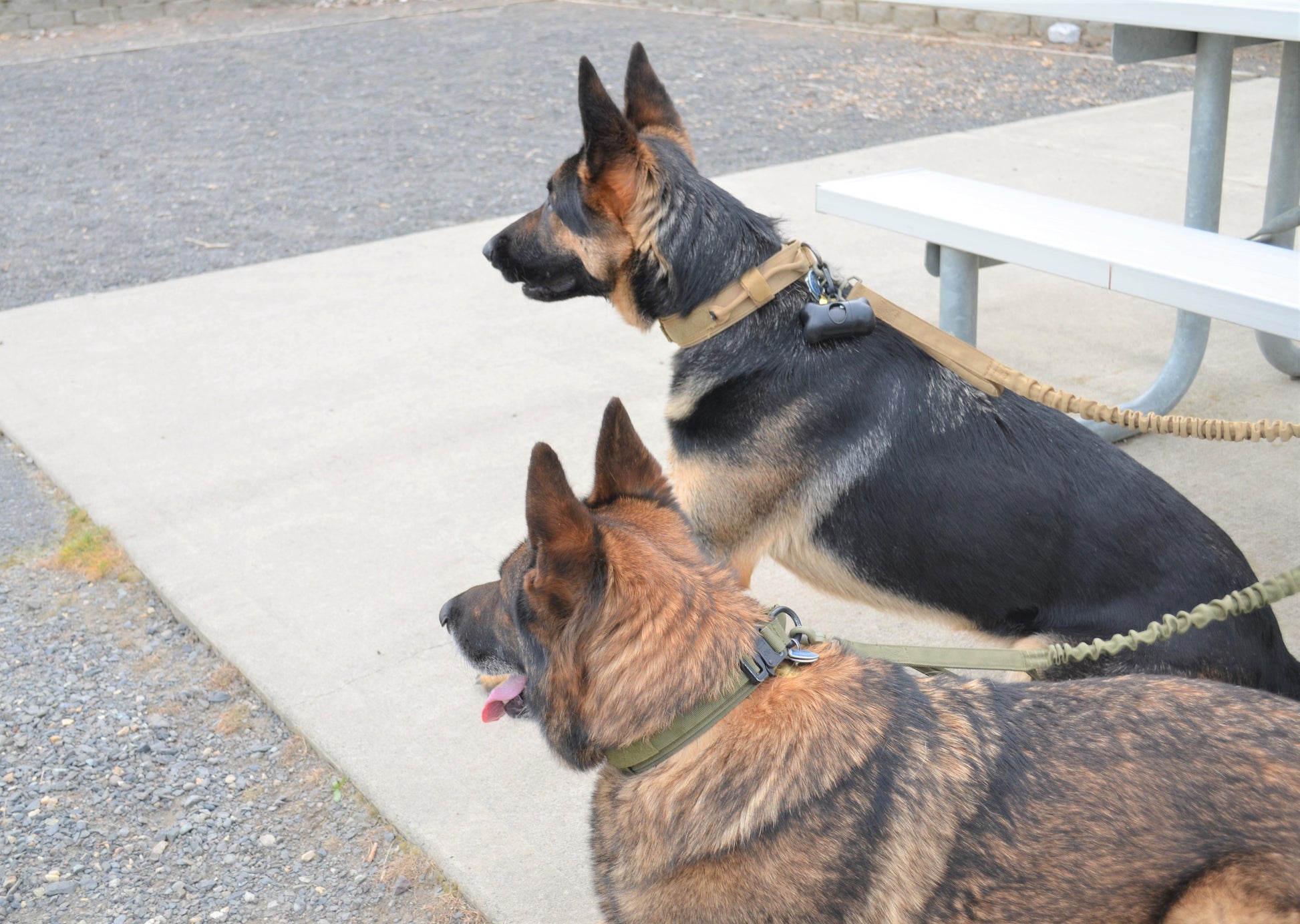 Military Tactical Dog Harness, Collar & Leash — Complete Control Set - LOLO'S SHOP