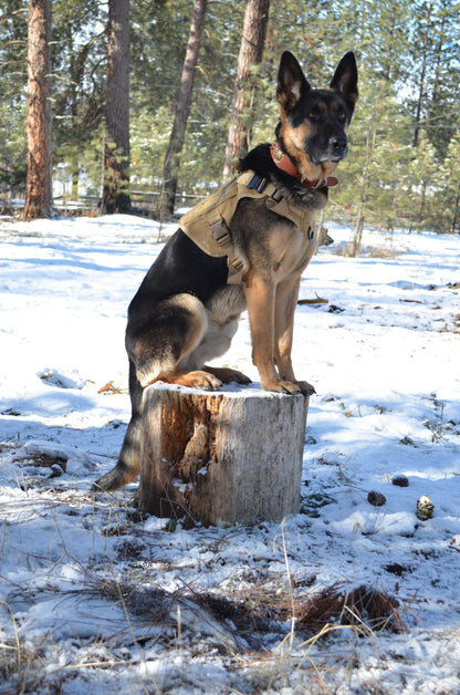 Military Tactical Dog Harness, Collar & Leash — Complete Control Set - LOLO'S SHOP
