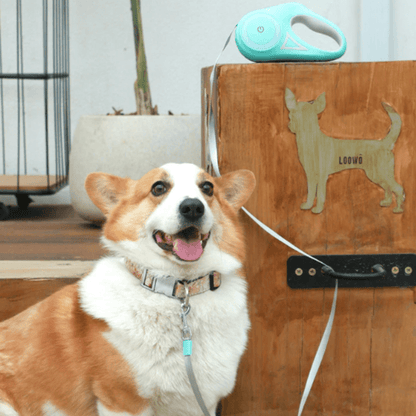 Night Walk LED Retractable Dog Leash — See Your Dog in the Dark - LOLO'S SHOP