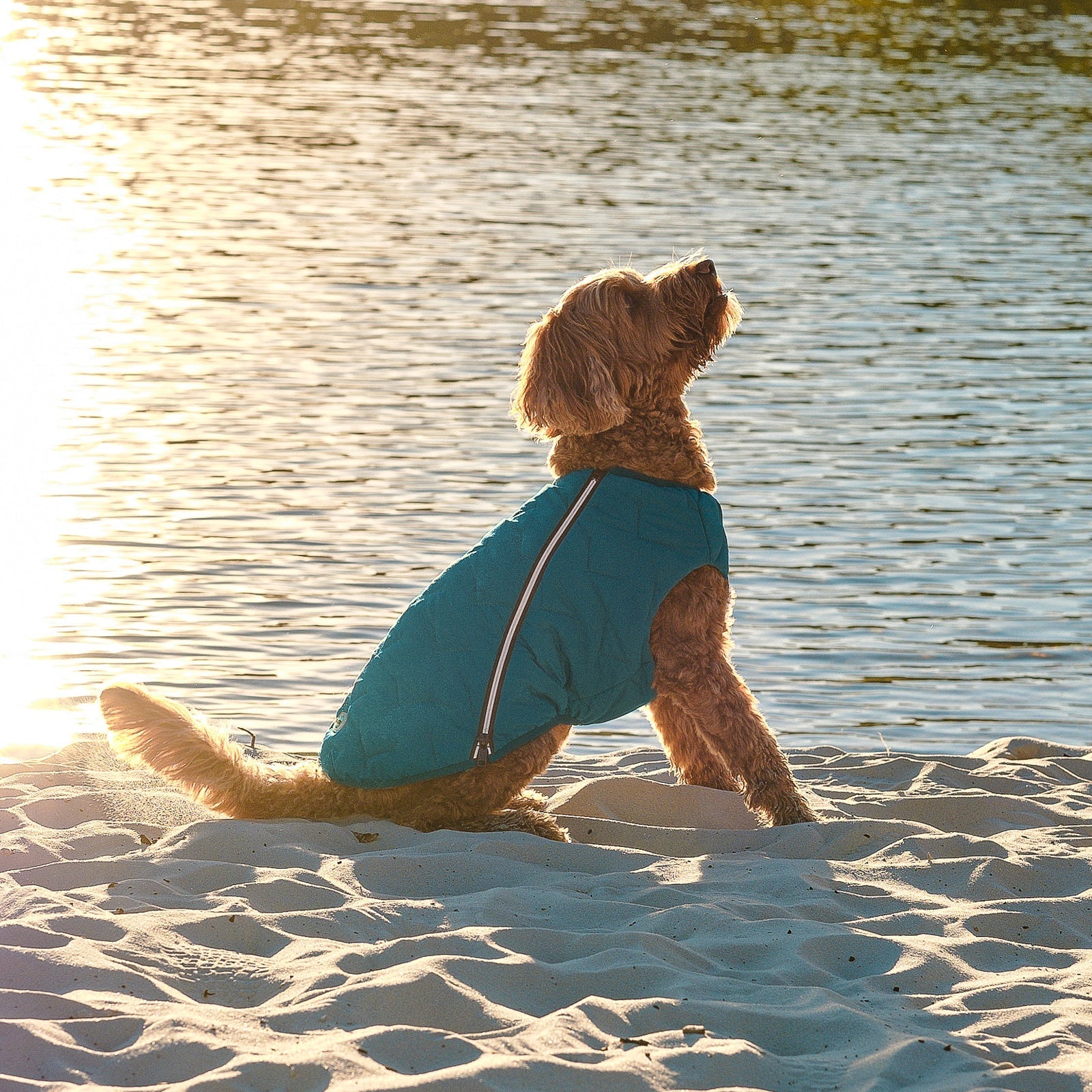 Sustainable Eco - Friendly Dog Vest — Waterproof, Windproof, 80% Recycled - LOLO'S SHOP