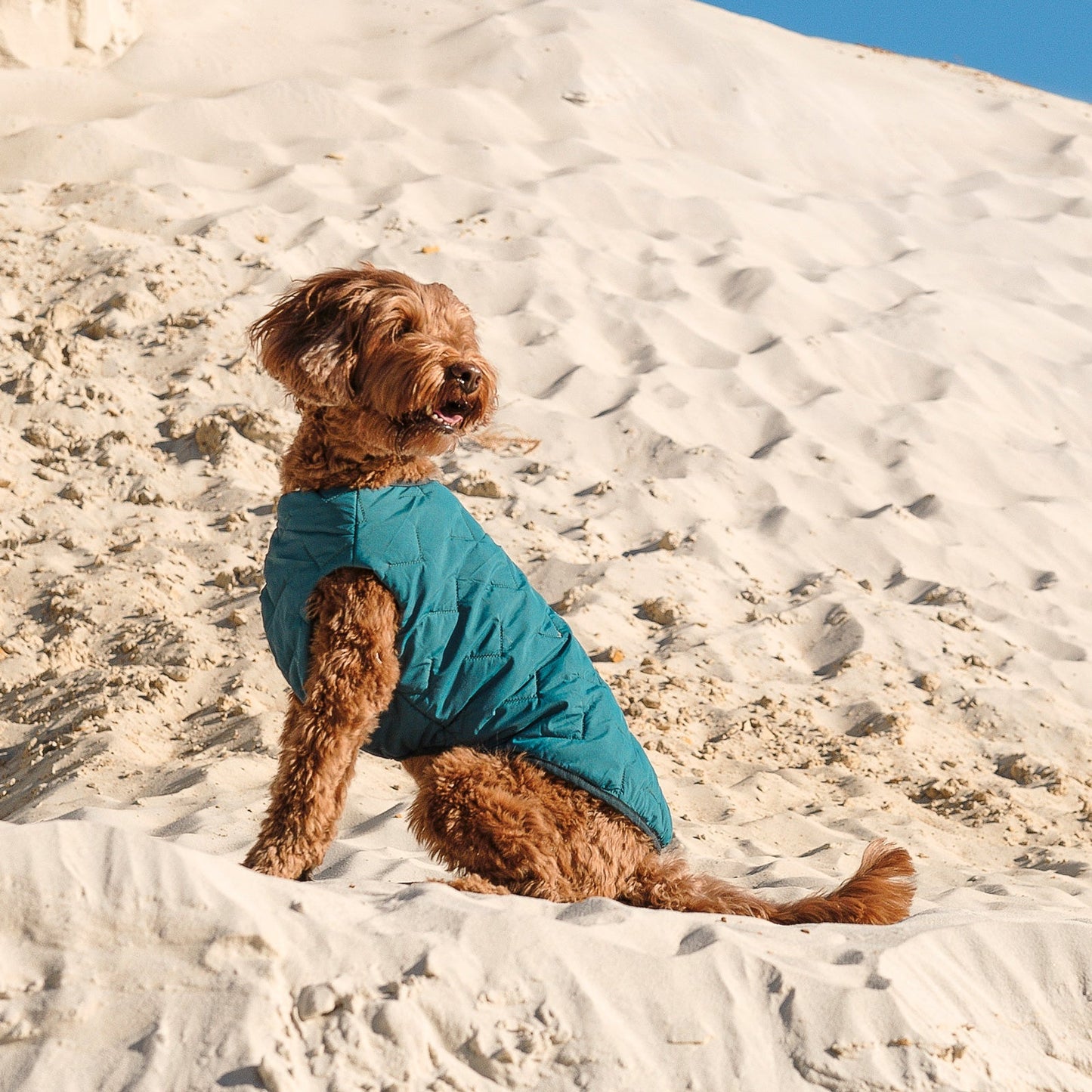 Sustainable Eco - Friendly Dog Vest — Waterproof, Windproof, 80% Recycled - LOLO'S SHOP