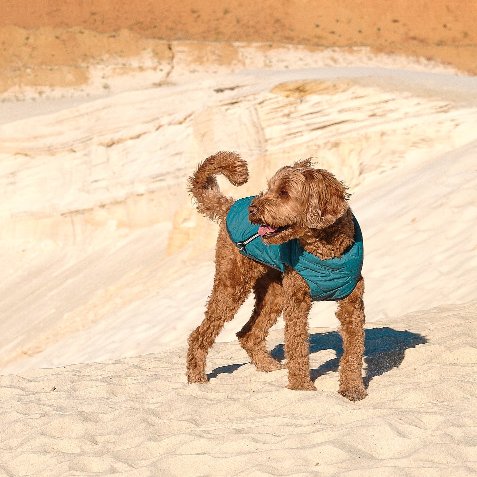 Sustainable Eco - Friendly Dog Vest — Waterproof, Windproof, 80% Recycled - LOLO'S SHOP